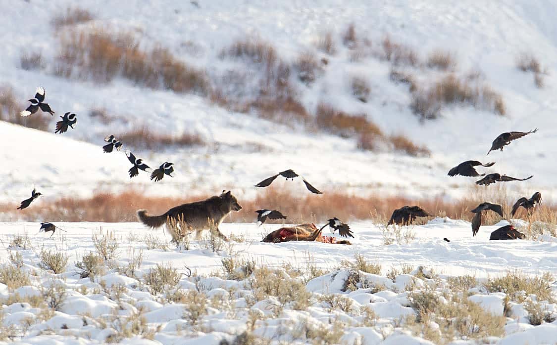 A snowy day with ravens and black-billed magpies flying in to share a caucus with a wolf. This demonstrates one of food sources black-billed magpies eat from and why people like them.