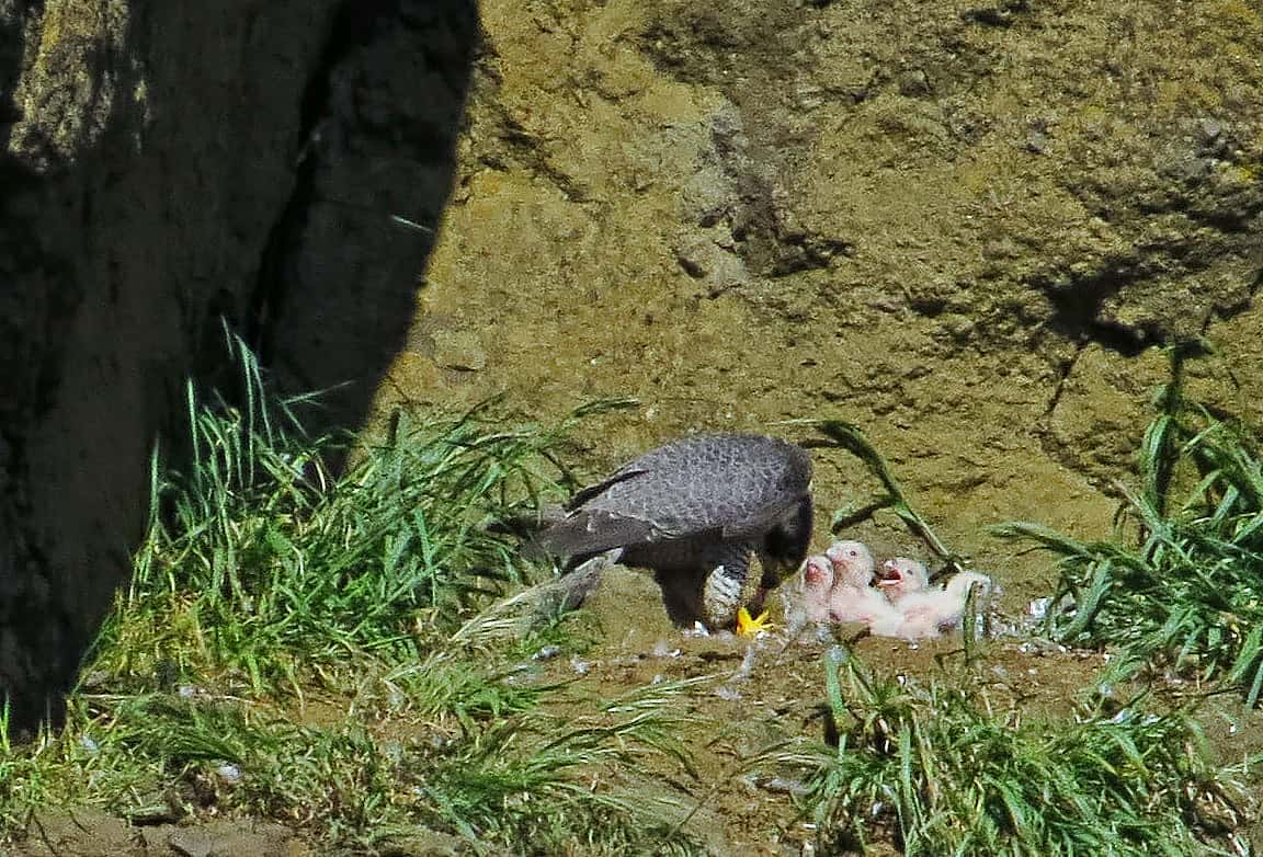 Peregrine Falcon Feeding One Week Old Chicks