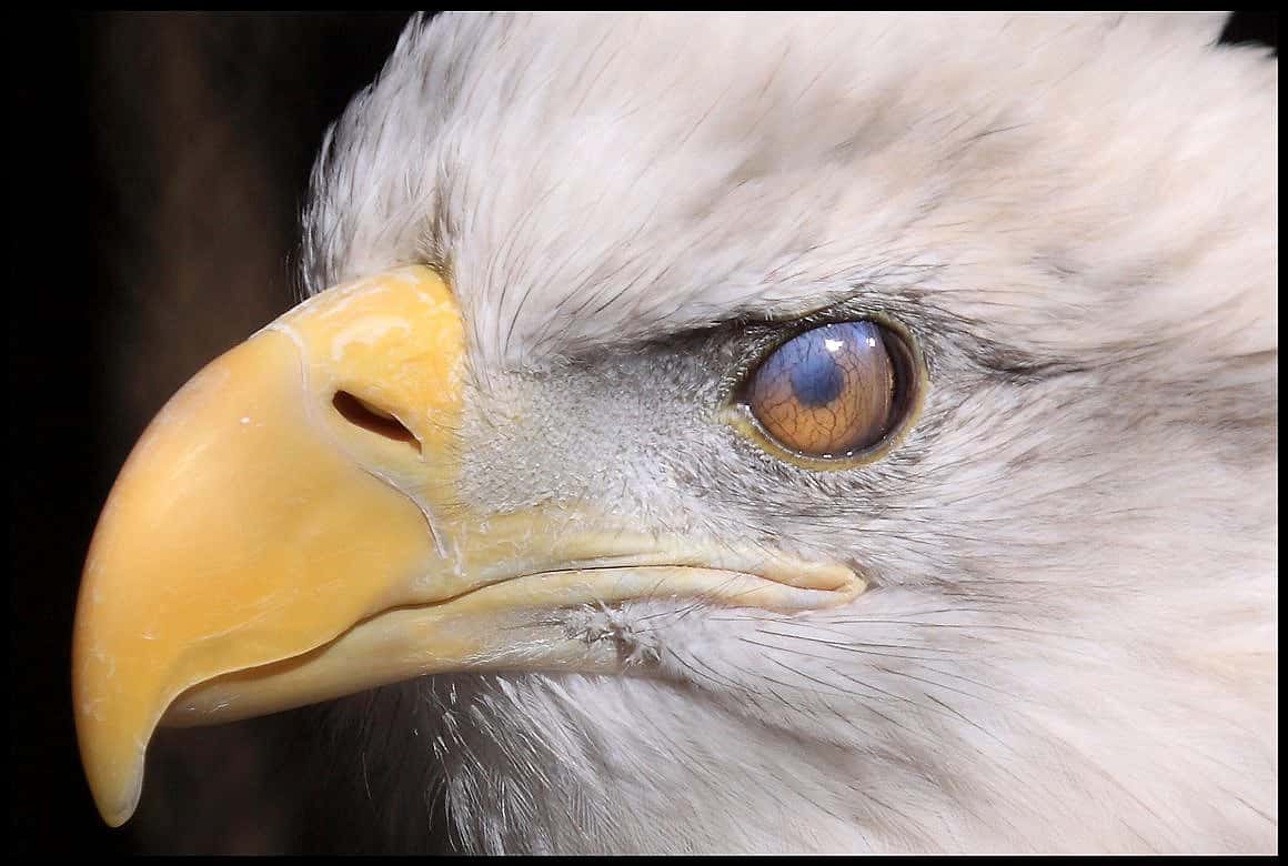 Bald Eagle with closed nictitating membrane. 