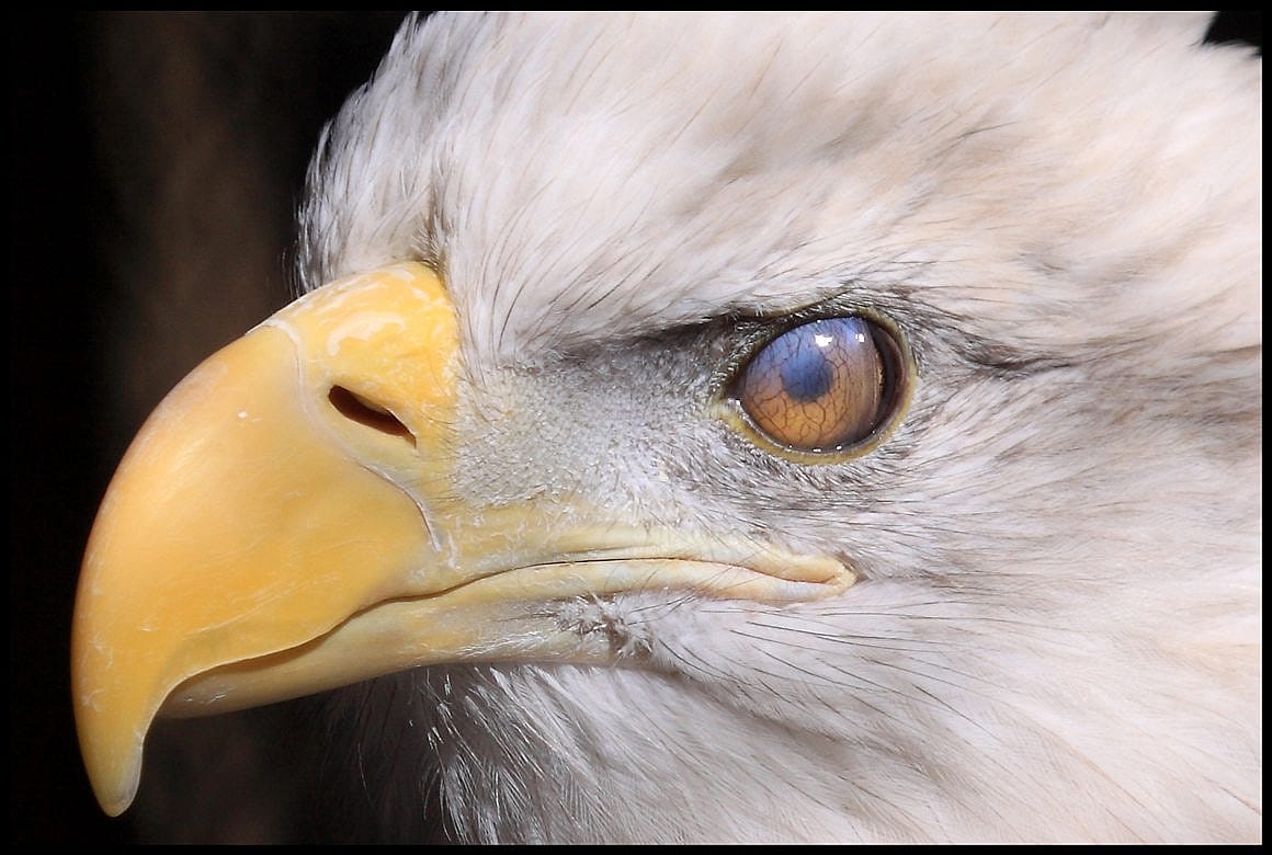Bald Eagle with closed nictitating membrane. 