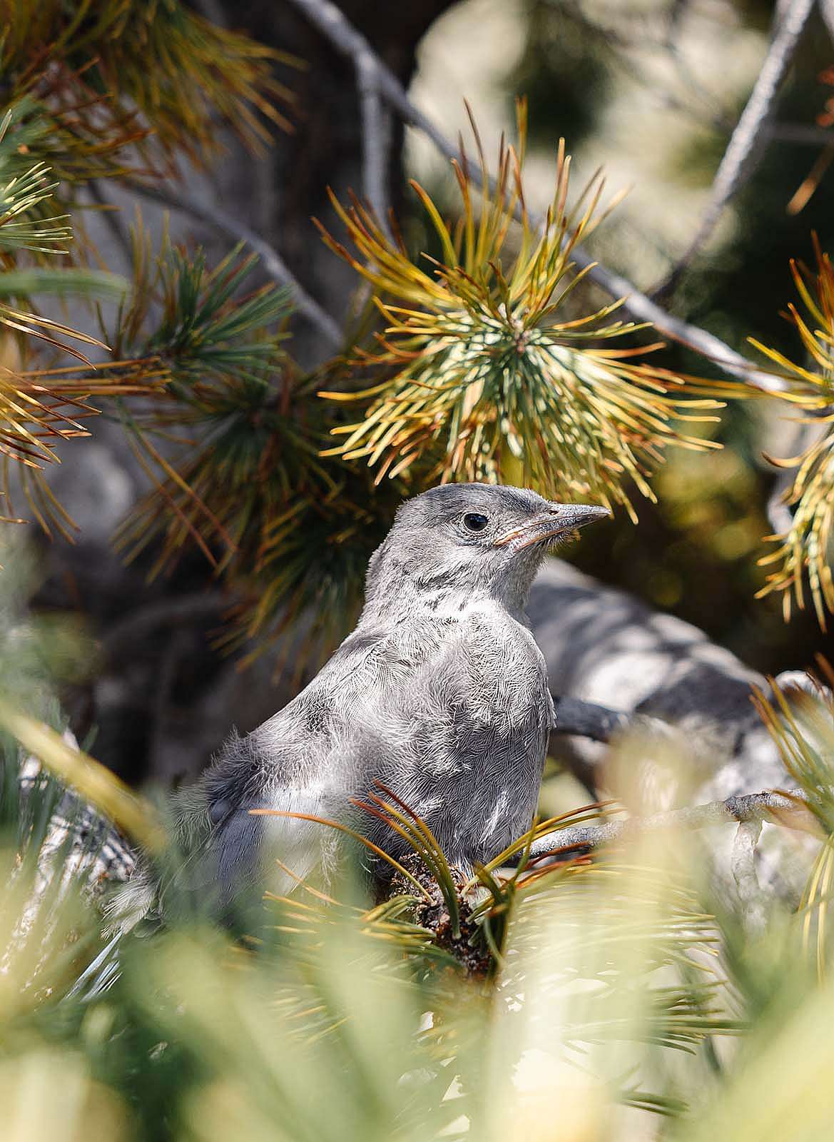 Light gray pinyon jay bird in a limber pine tree.