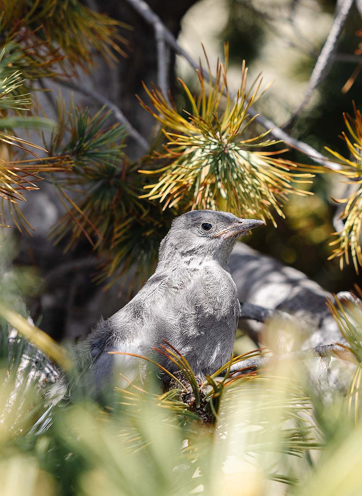 Light gray pinyon jay bird in a limber pine tree.