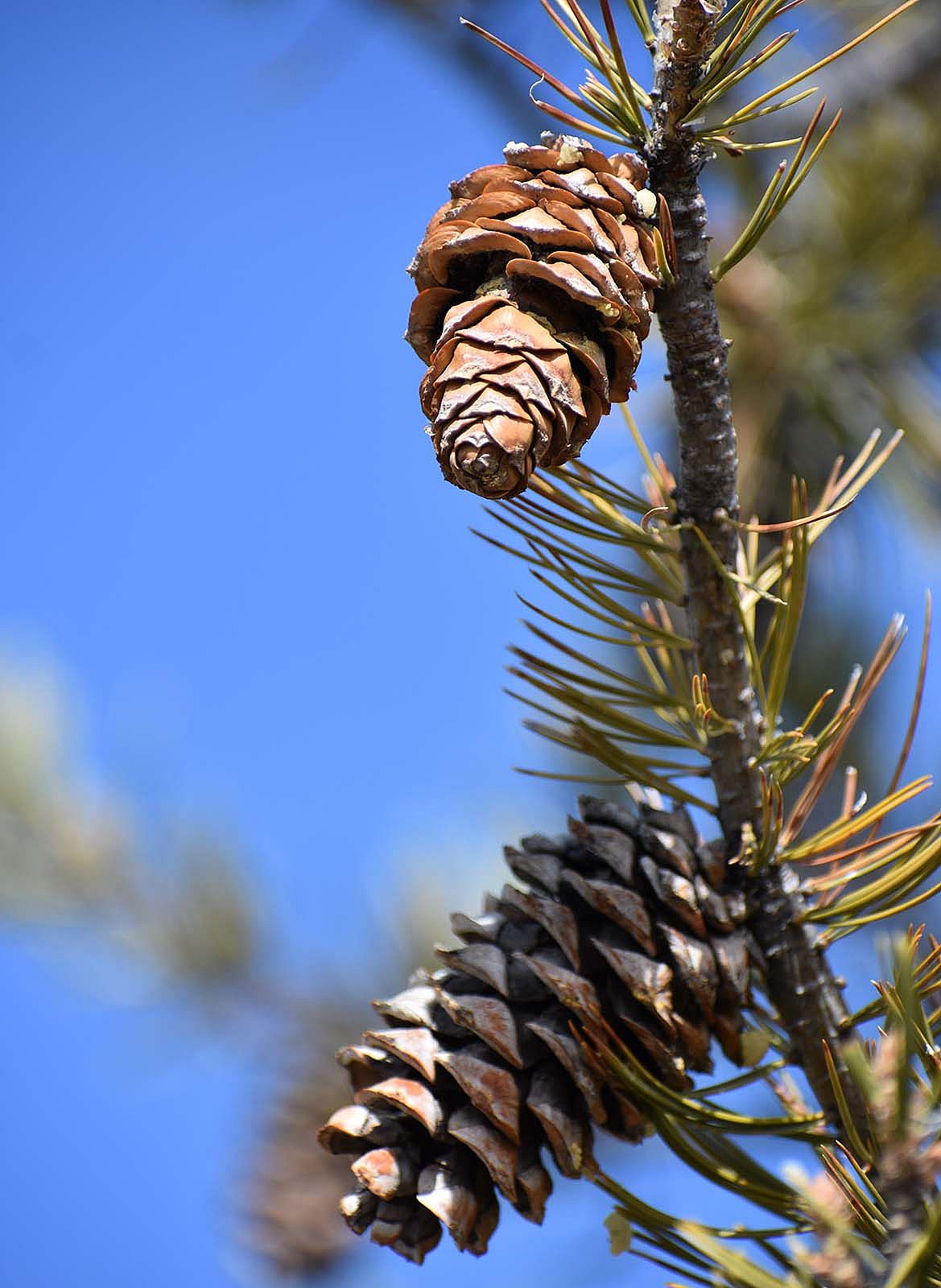 Close up of two limber pine cones on tree.
