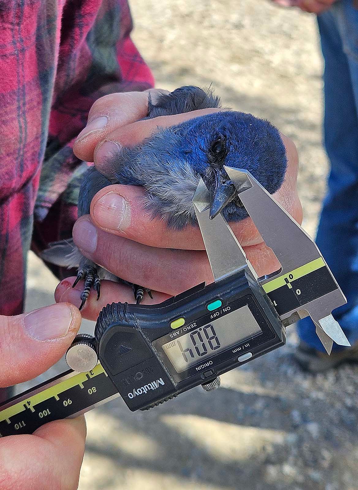 Researcher holding a pinyon jay to measure beak depth with a caliper.