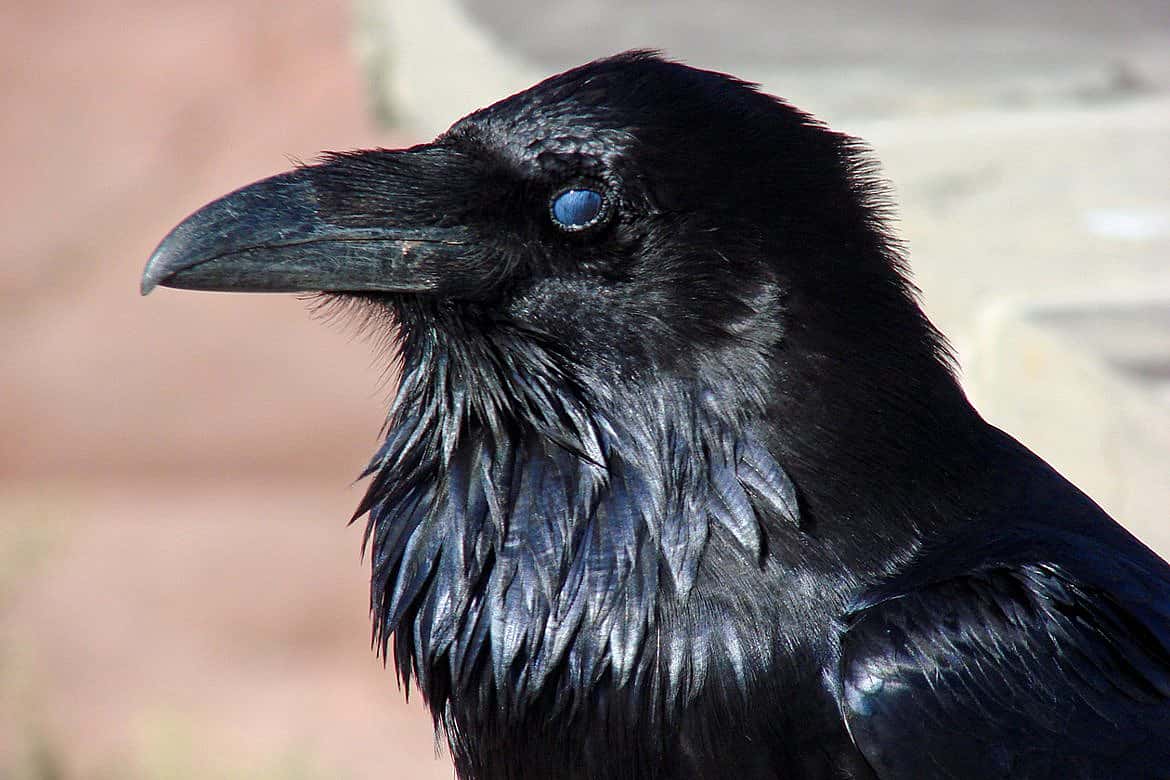 Raven with its nictitating membrane closed.