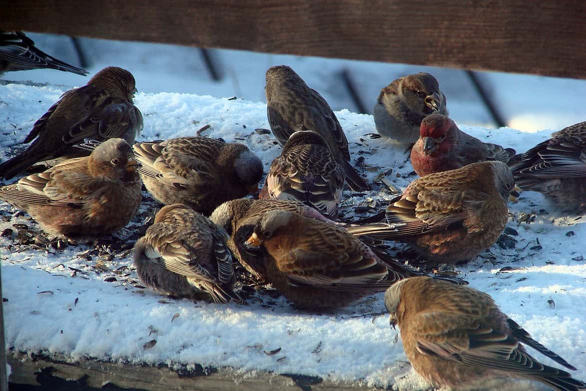 Small Birds Feeding on Sunflower Seedss