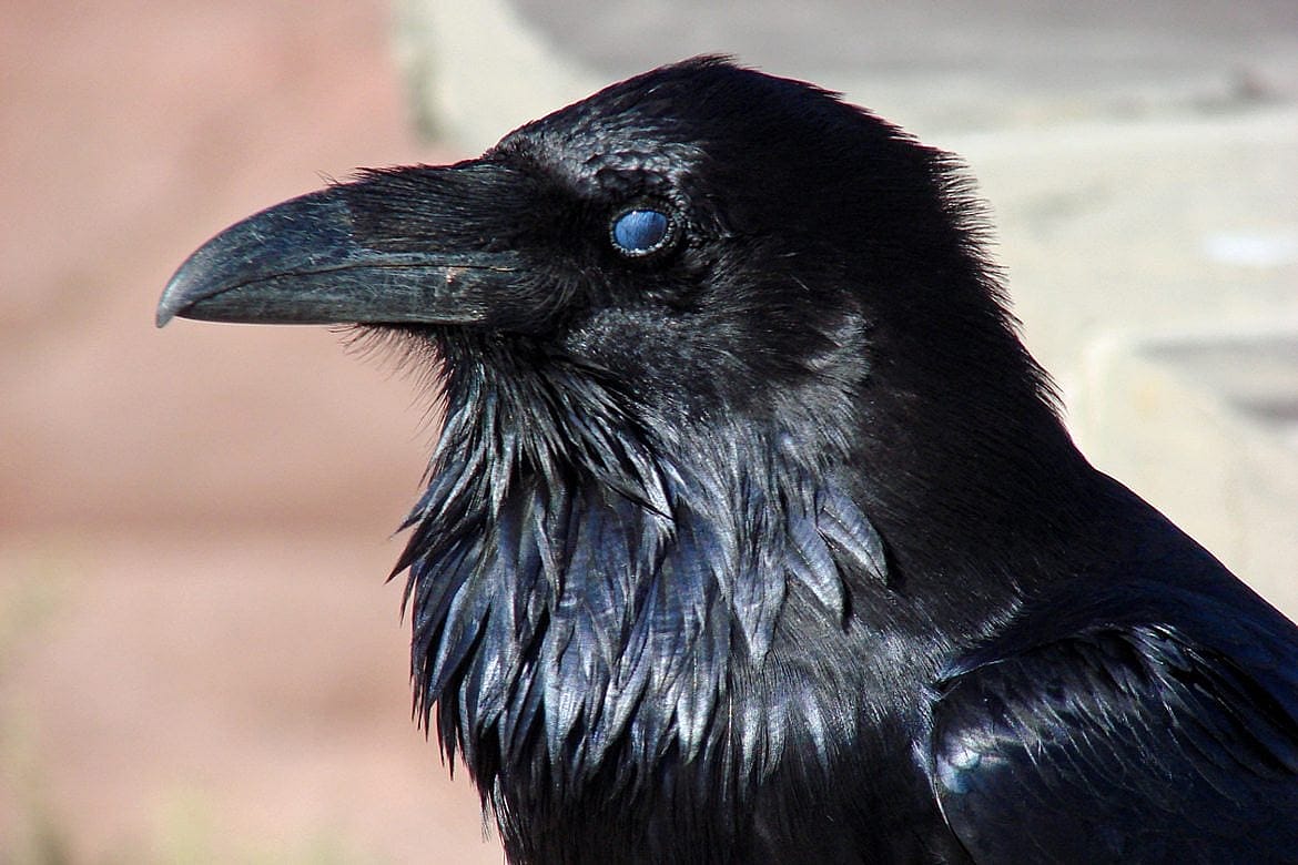 Raven with its nictitating membrane closed.