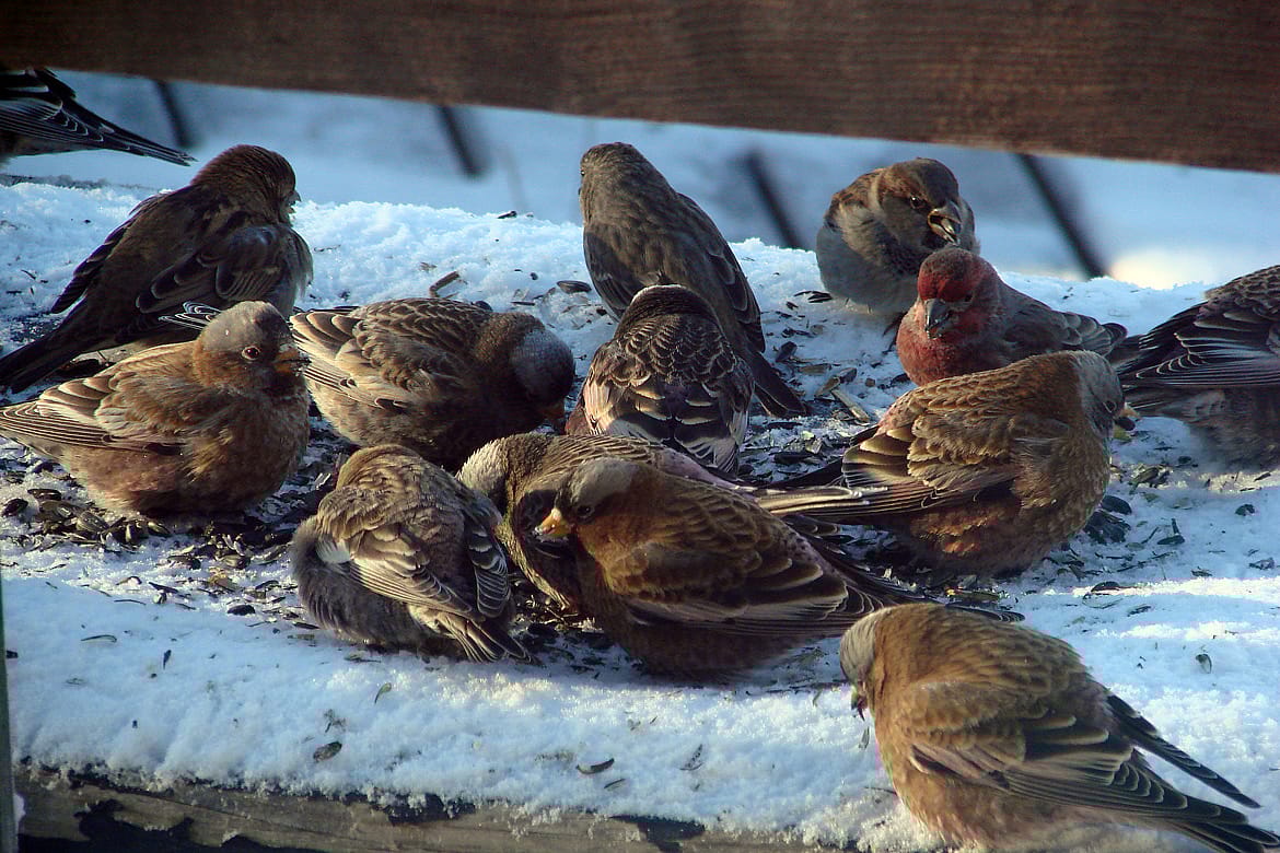Small Birds Feeding on Sunflower Seedss