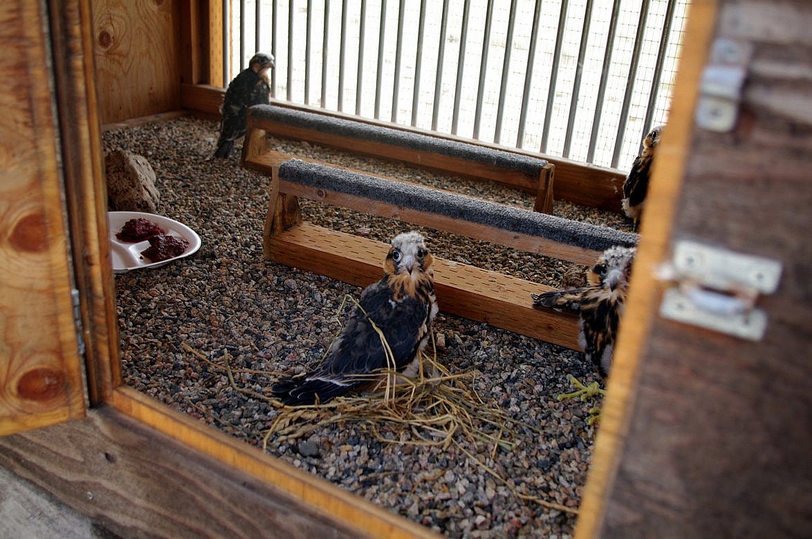 Immature Aplomodo Falcons in a hack box.