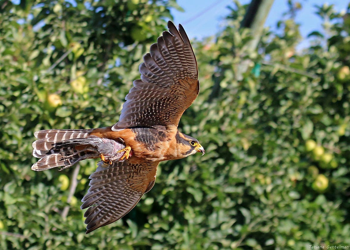 Aplomado Falcon Flying Through an Orchard