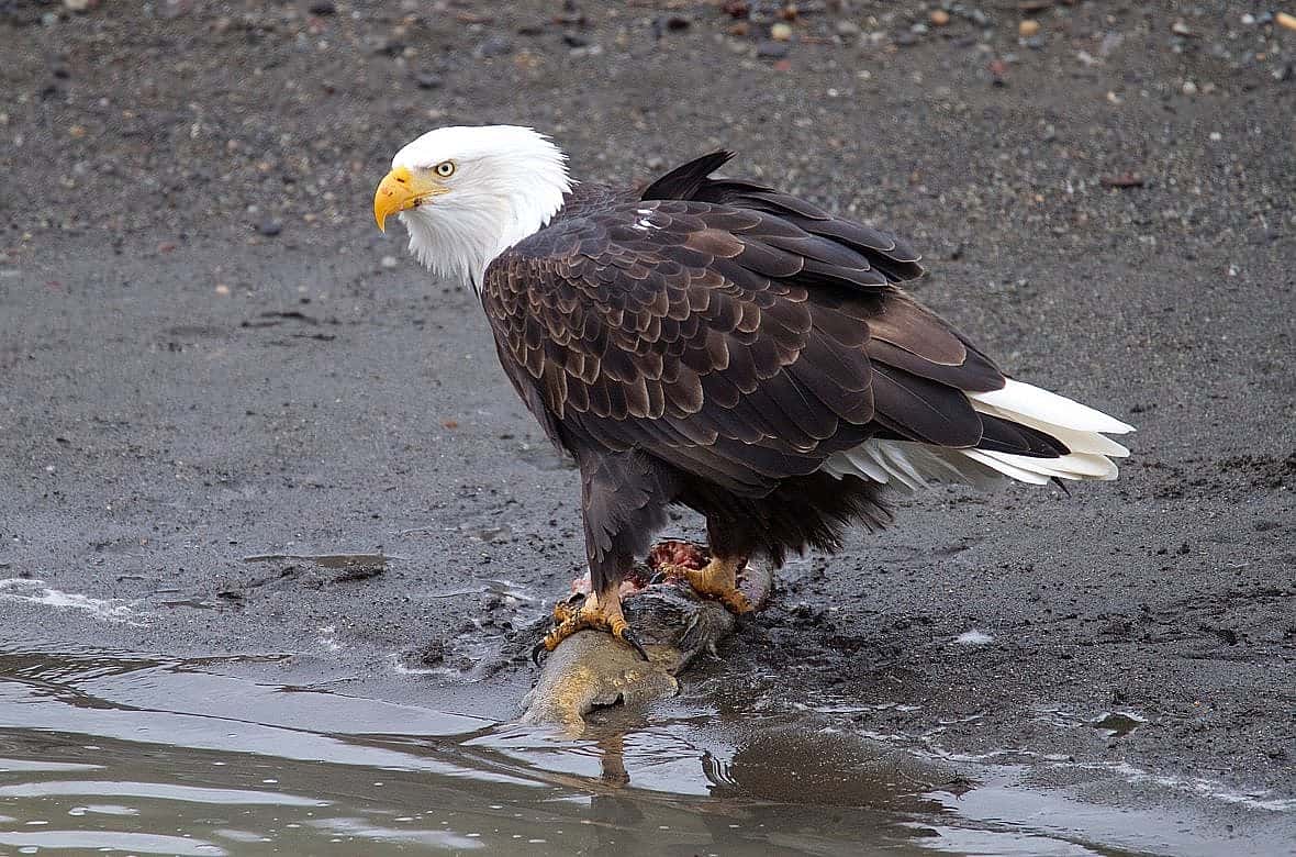 Bald Eagle standing near the edge of water with a fish in its talons.
