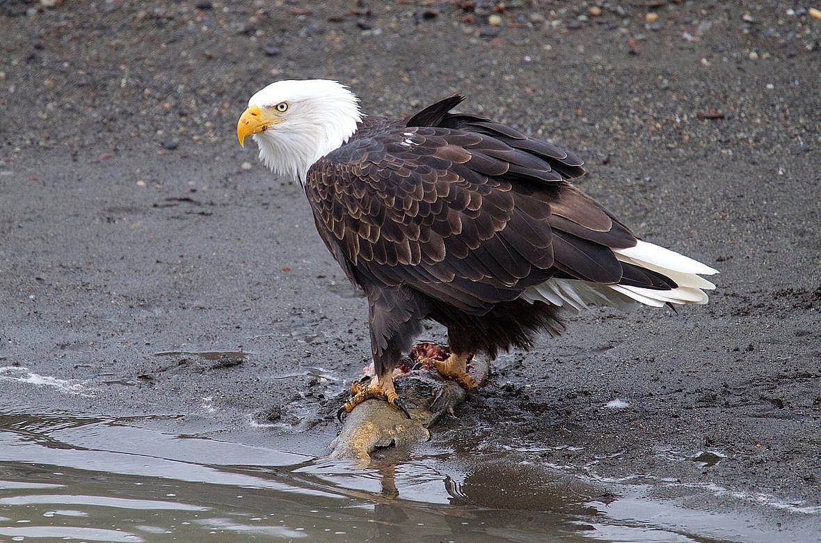 Bald Eagle standing near the edge of water with a fish in its talons.