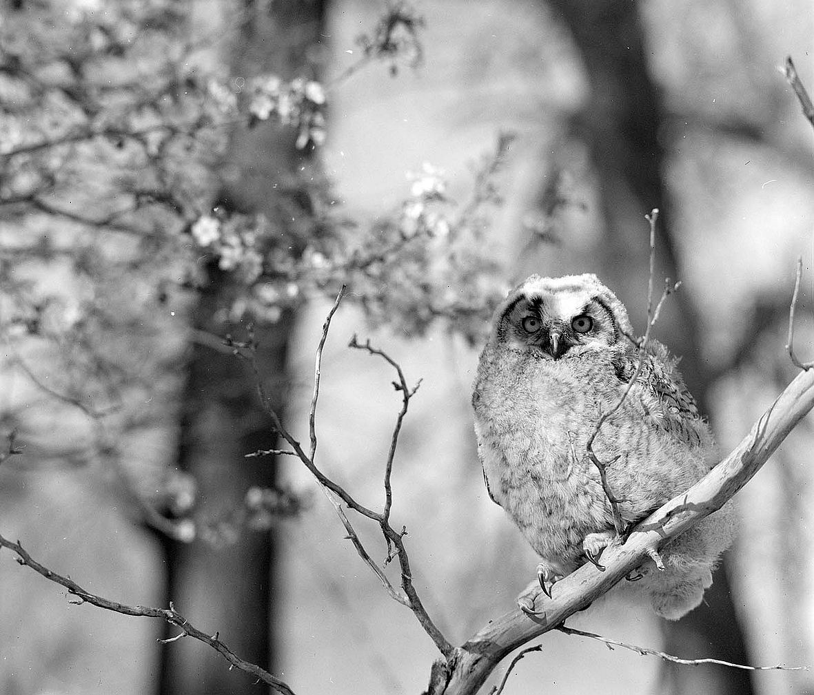 Photo, immature great horned owl. MS 89 Jack Richard Photograph Collection, McCracken Research Library. PN.89.43.9048.1