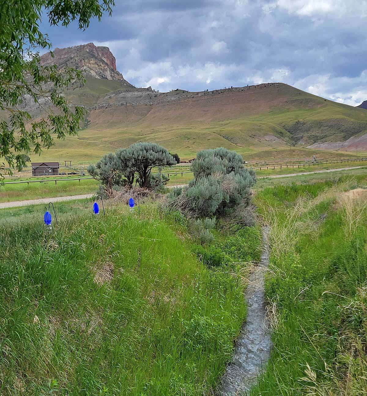 Blue vane traps at a pollinator census site on the South Fork.