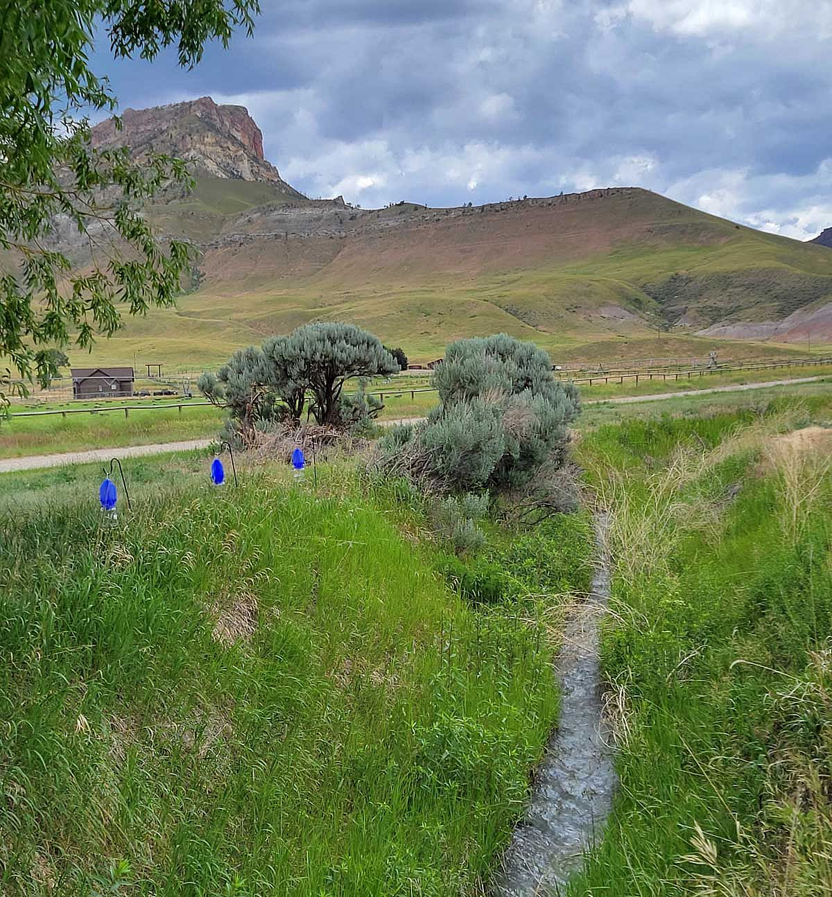 Blue vane traps at a pollinator census site on the South Fork.