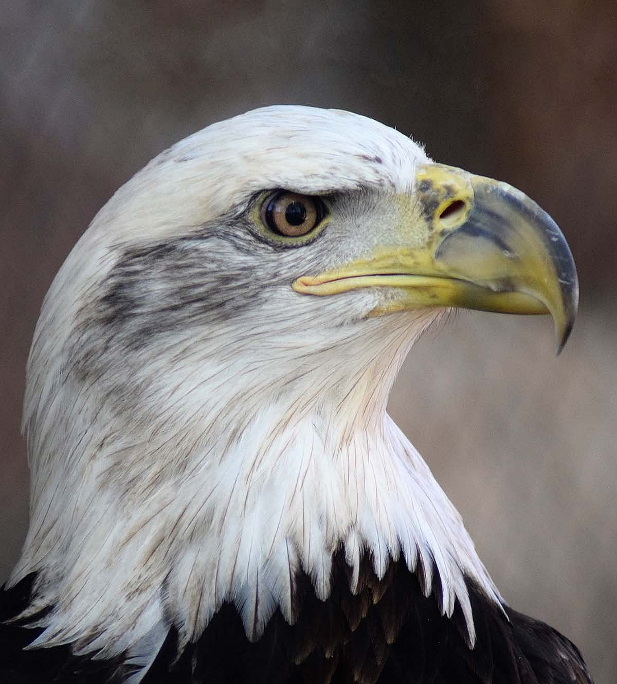 Close up head shot of 5-year-old Bald Eagle with white head that still has some darker feathers mixed in.