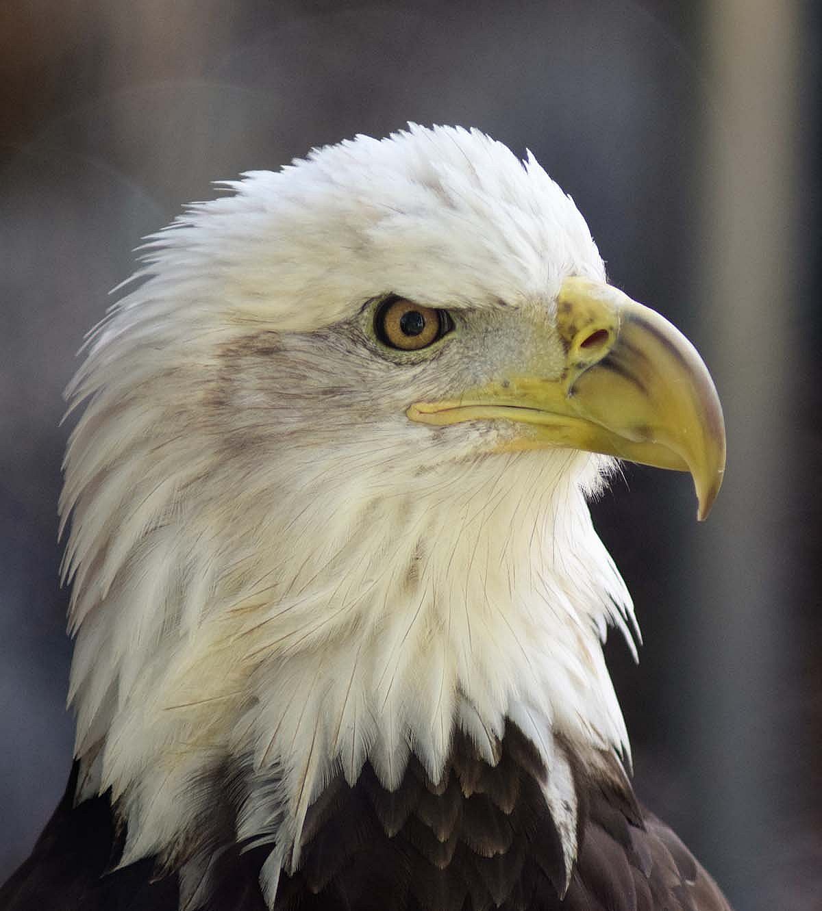 Close up head shot of a 6-year-old Bald Eagle with mostly white head.