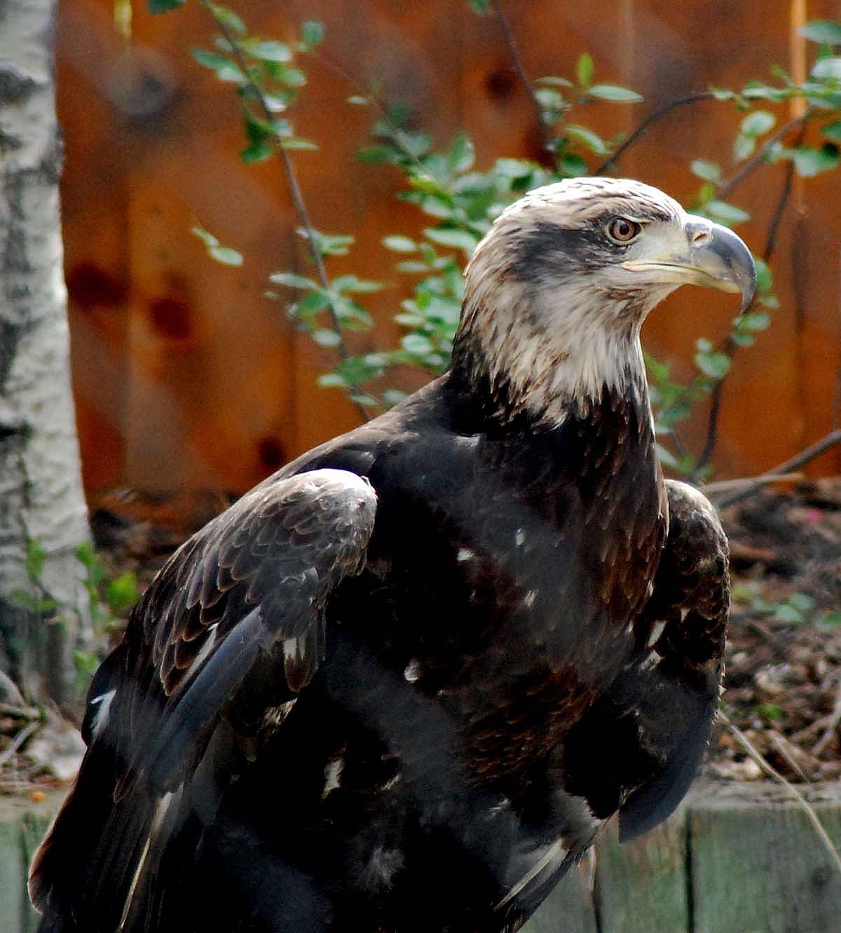 3-year-old Bald Eagle with brown body with some white feathers, mottled white and brown head.