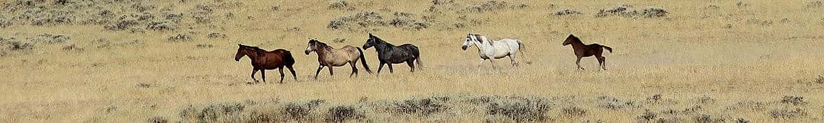 Wild horses