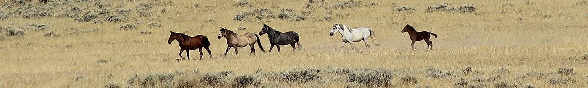 Wild horses
