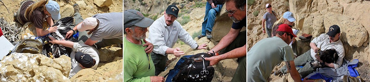 The golden eagle research in action in the field. Left and right images by Moosejaw Bravo Photography; center image by Richard Jones.