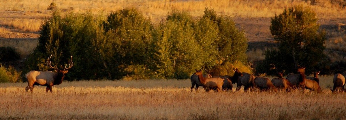 Elk herd edited