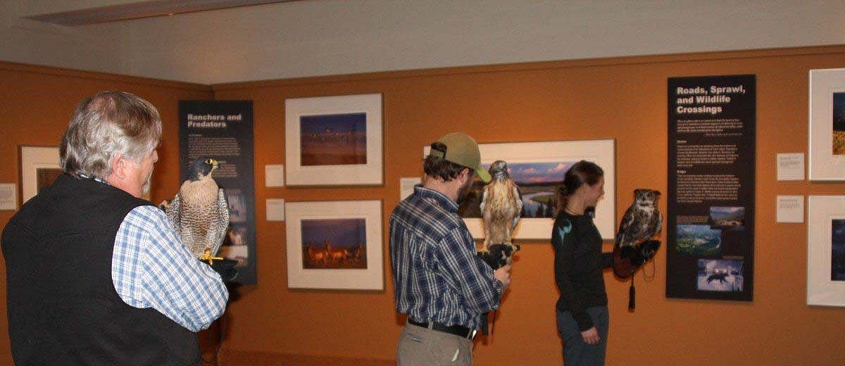 Draper Museum Raptor Experience volunteers with Hayabusa, Isham, and Teasdale at a public program.