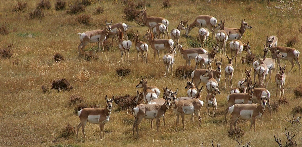 One of Greater Yellowstone's "most wide-ranging wildlife," the pronghorn. C.R. Preston photo.