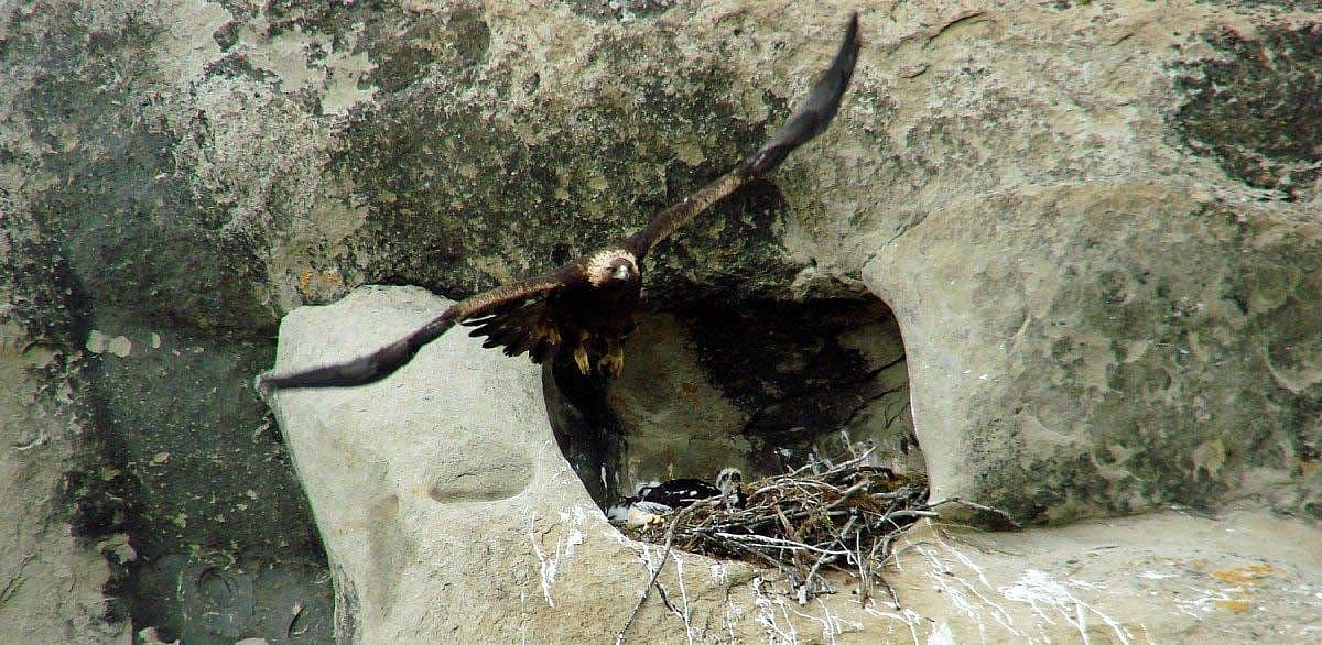 An eagle taking flight, spotted during a research trip by the team from the Greater Yellowstone Raptor Experience. Photo by Anne Hay.