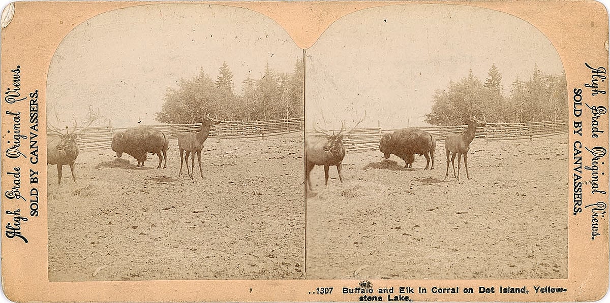 Waters created his own zoo on Dot Island in Yellowstone Lake. Stereograph. McCracken Research Library, MS21, Series 1, Box 2, No. 76