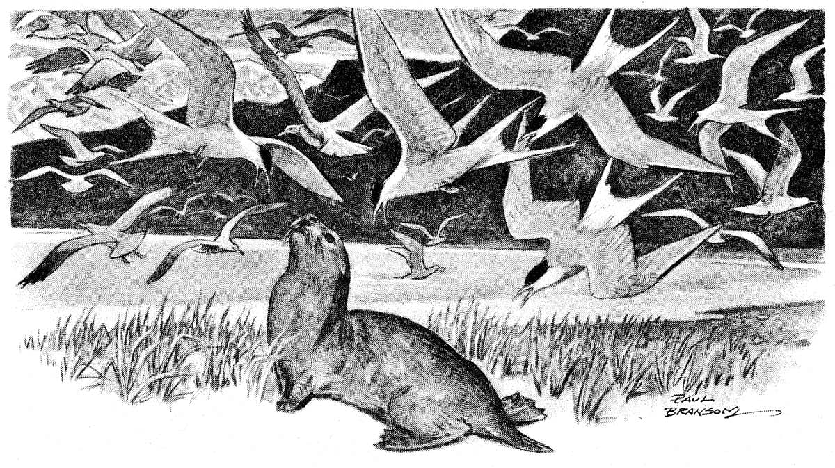 From McCracken's "The Last of the Sea Otters," 1942.