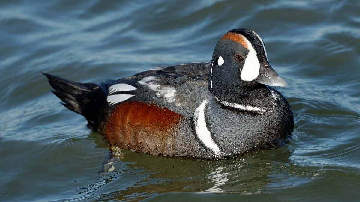 Male Harliquin Duck Swimming