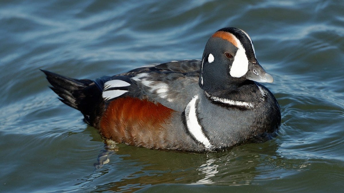 Male Harliquin Duck Swimming