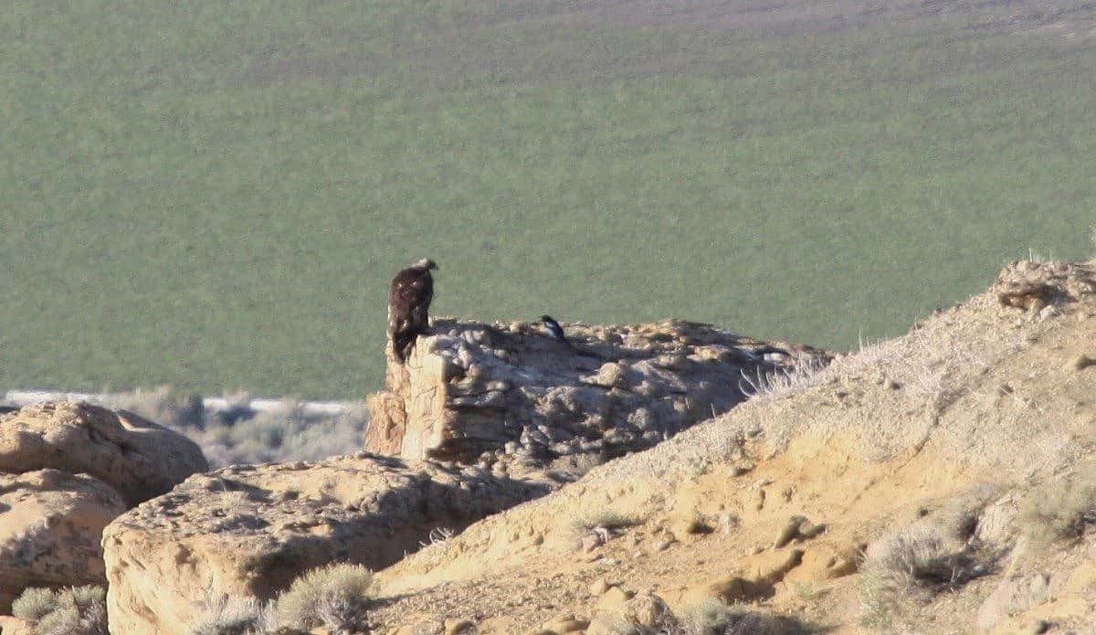 Golden eagle-magpie standoff. Photo by Golden Eagle Posse Member Bud Schrickling