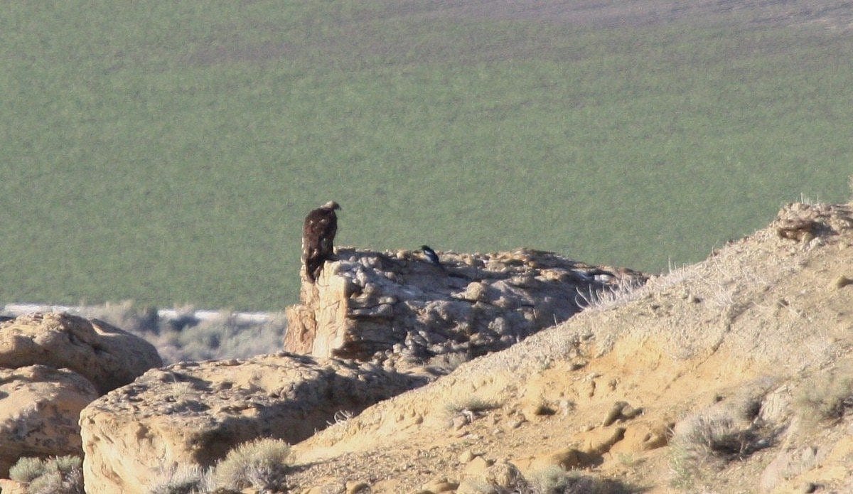Golden eagle-magpie standoff. Photo by Golden Eagle Posse Member Bud Schrickling
