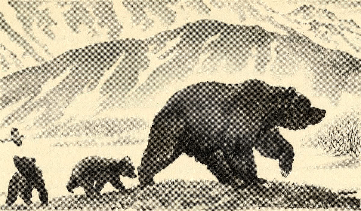 Fig. 12: McCracken's bear family as depicted by the illustrator Paul Bransom in McCracken's book, "The Biggest Bear on Earth" (Frederick A. Stokes Company, 1943).