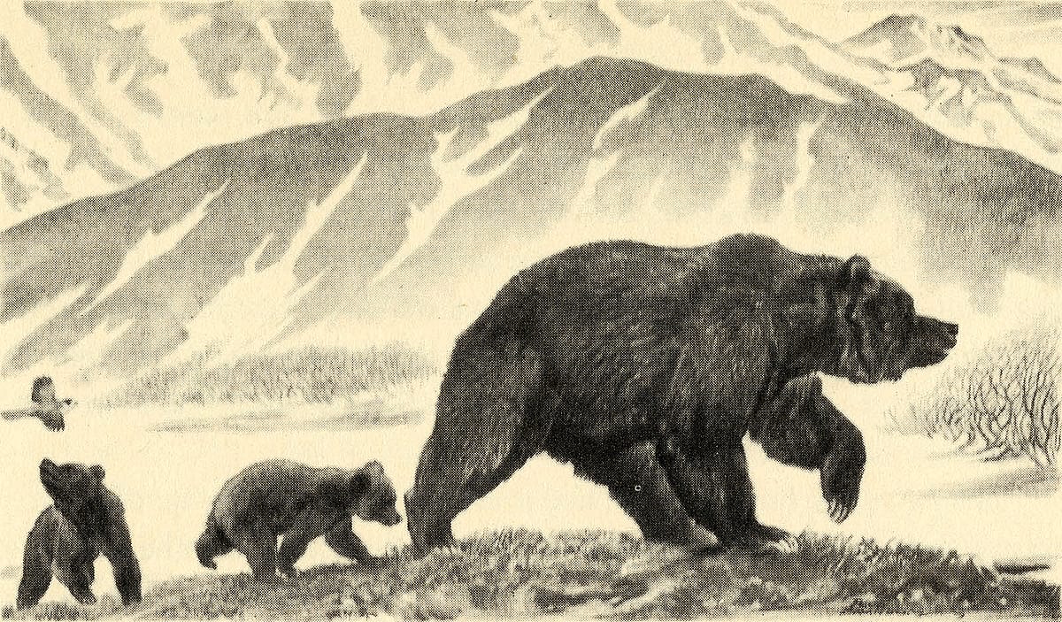 Fig. 12: McCracken's bear family as depicted by the illustrator Paul Bransom in McCracken's book, "The Biggest Bear on Earth" (Frederick A. Stokes Company, 1943).
