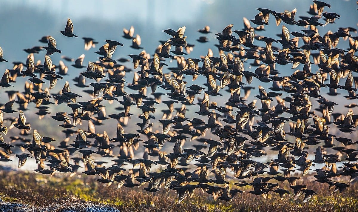 A Large Flock of Starlings