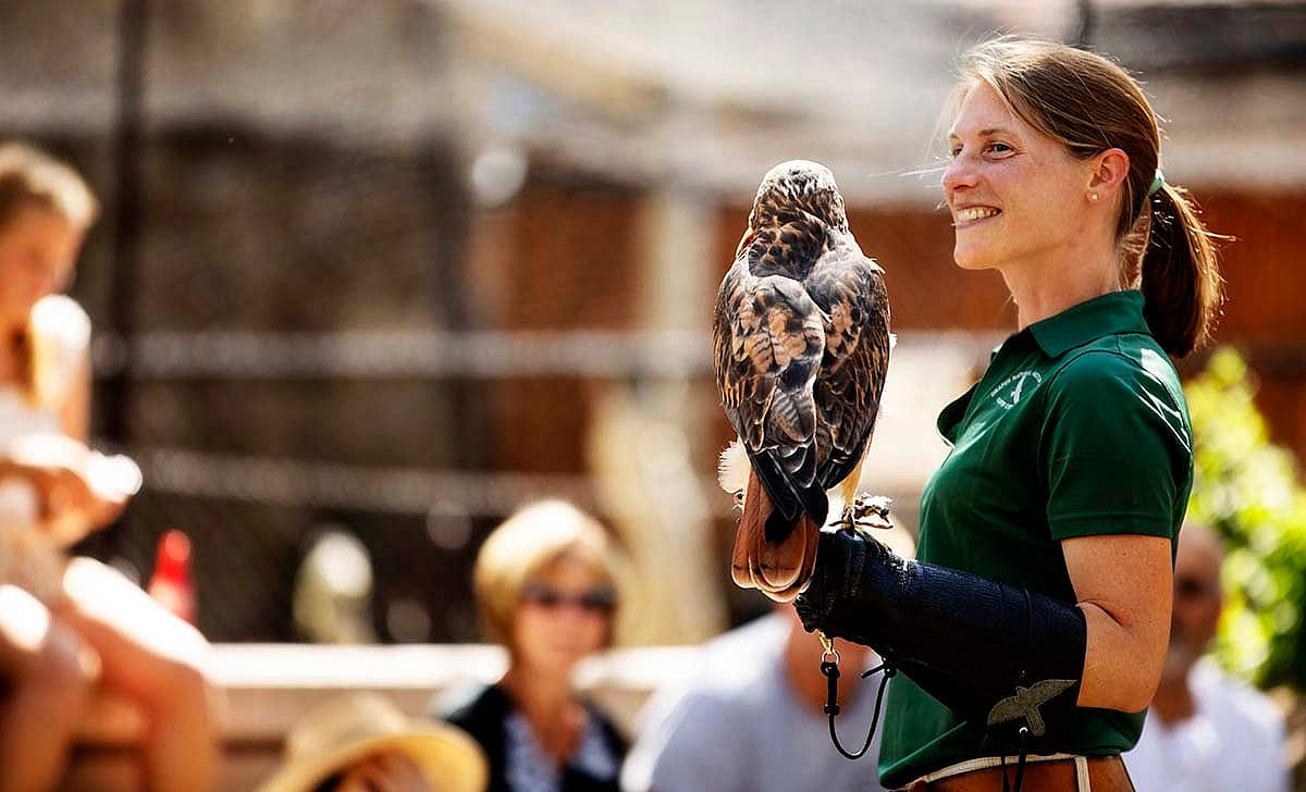 Draper Museum Raptor Experience