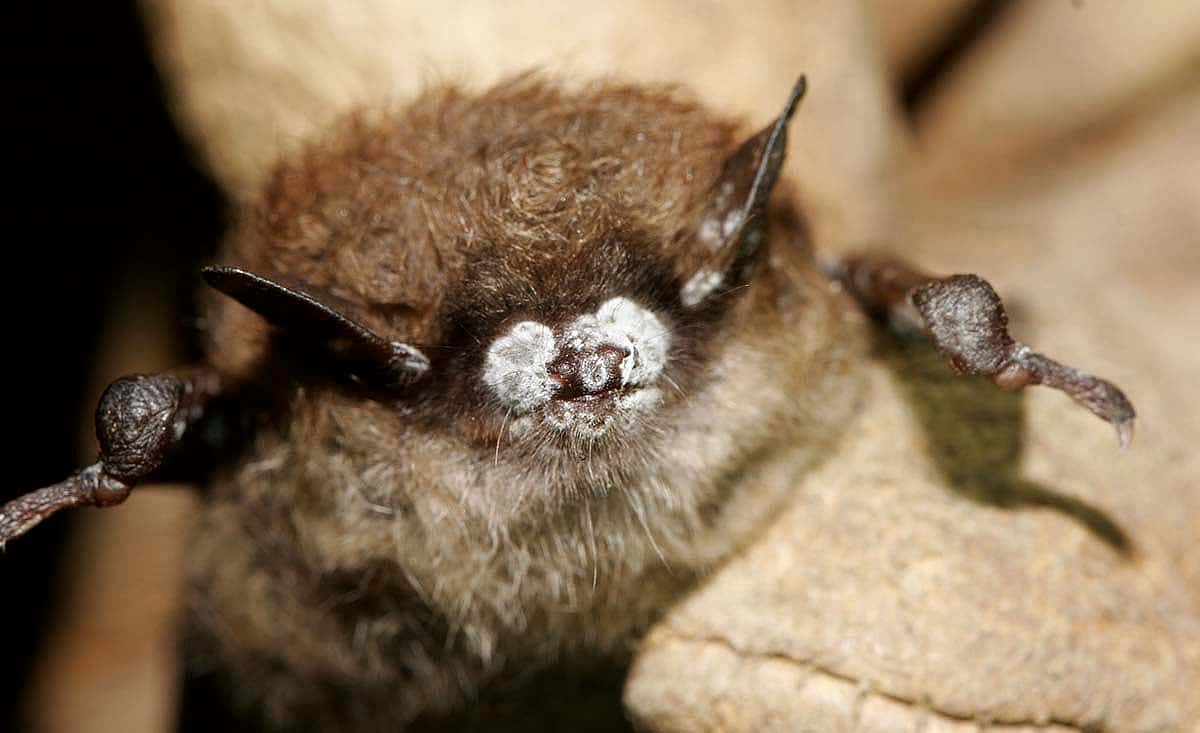 Little brown bat; close-up of nose with fungus, New York, October 2008. Photo courtesy Ryan von Linder, New York Department of Environmental Conservation.