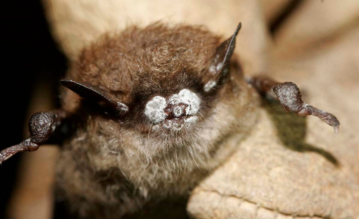 Little brown bat; close-up of nose with fungus, New York, October 2008. Photo courtesy Ryan von Linder, New York Department of Environmental Conservation.