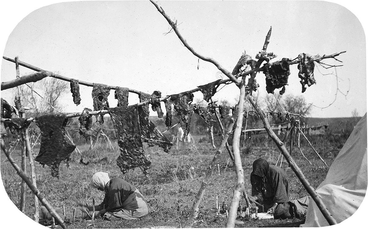 Crow women hanging meat to dry, and fleshing hides, ca. 1903-1925. MS 95 William A. Petzoldt Lantern Slide Collection. LS.95.82