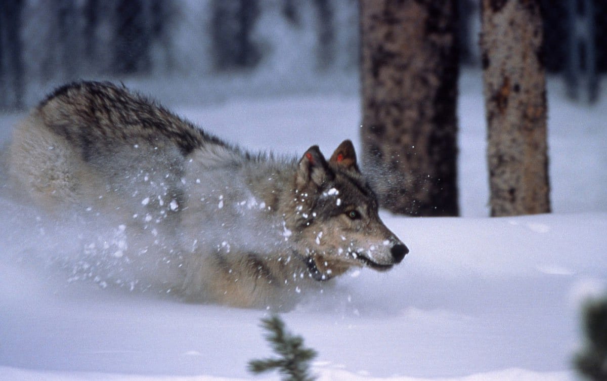 Wolf running in Yellowstone National Park. Barry O'Neill photo, National Park Service.