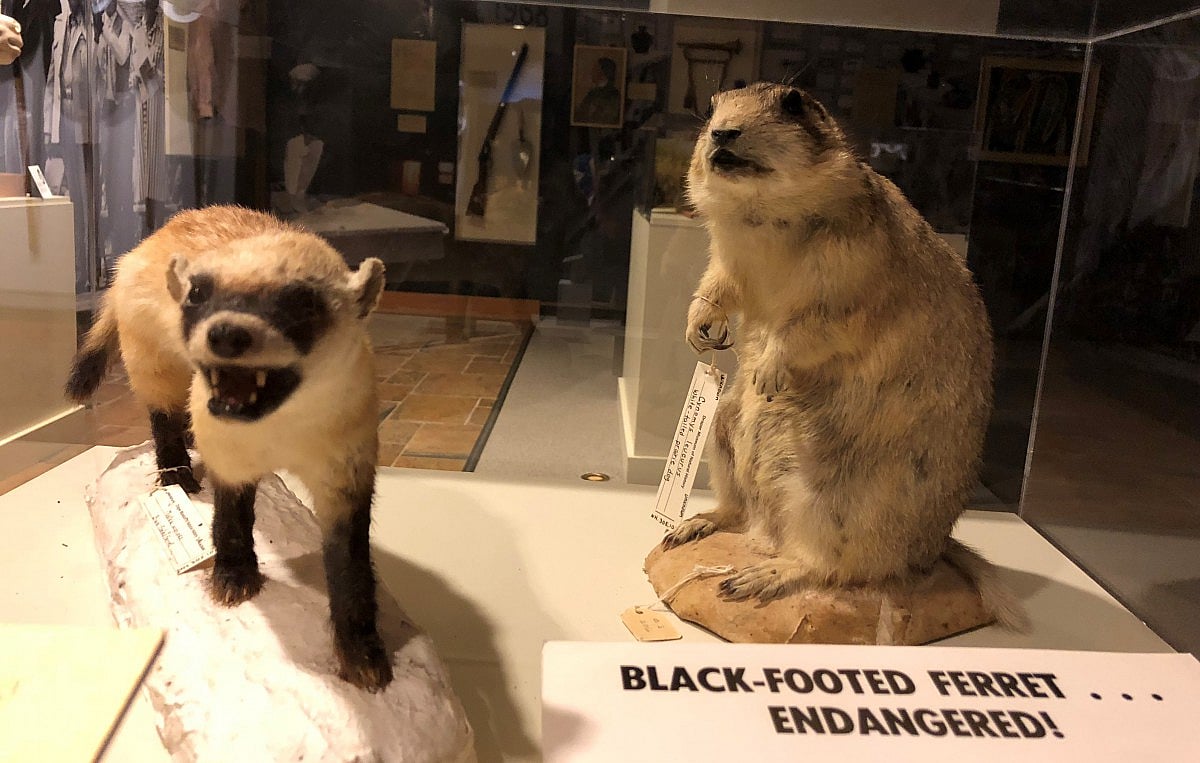 Black footed ferrets displayed in the Draper Natural History Museum. Credit: Kamila Kudelska