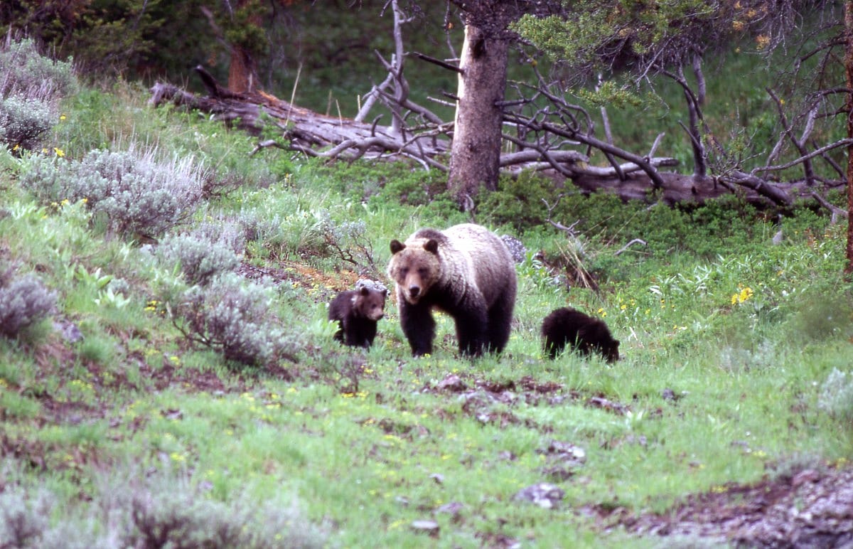 Bear 104 spotted with her cubs.