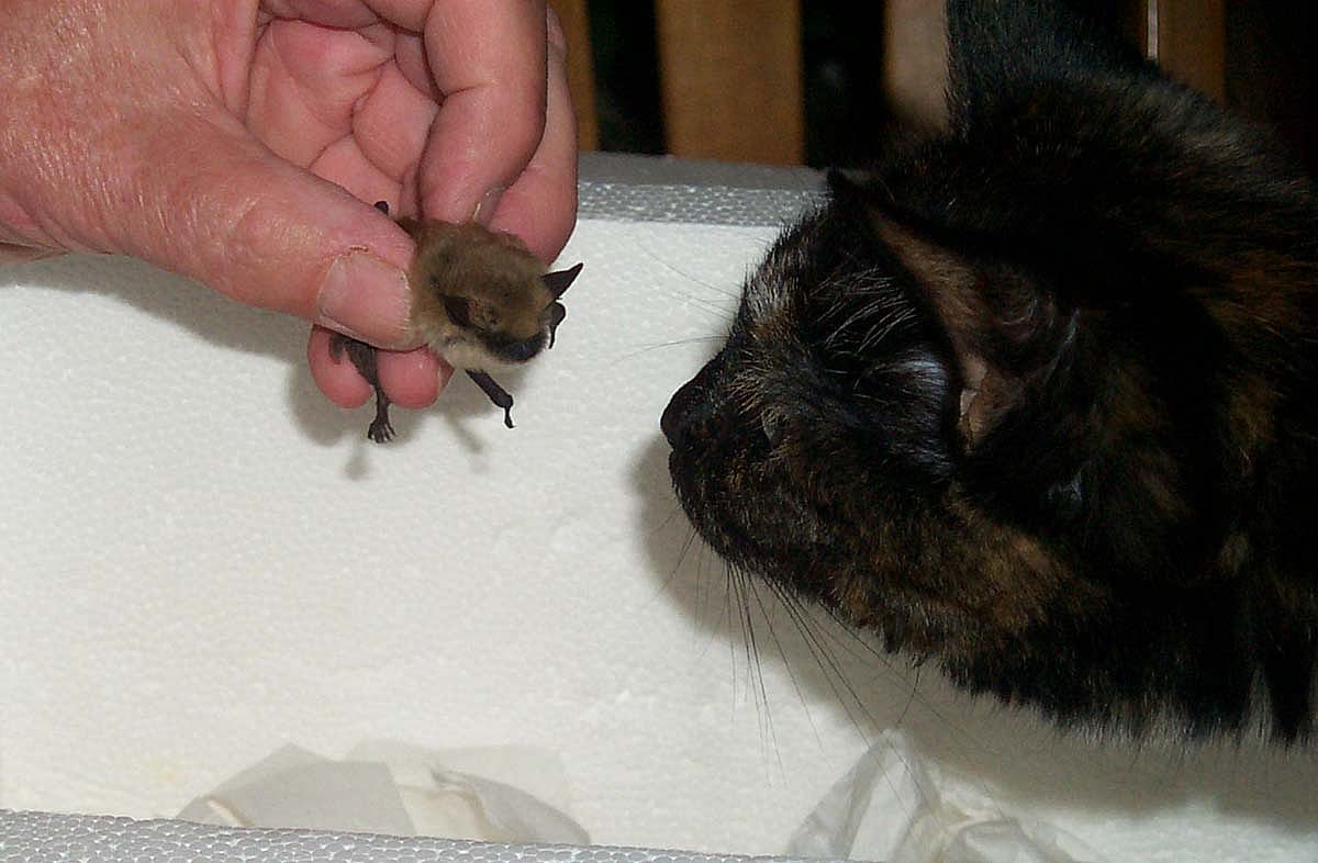 Amy, the McClinton's cat, greets the most recent rescue from the Buffalo Bill Historical Center, a small-footed myotis.