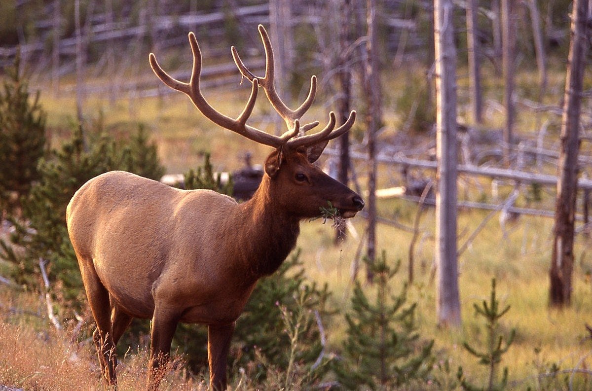 Image: Camp Monaco Prize, Yellowstone elk. Jim Peaco image for the National Park Service, 2000.