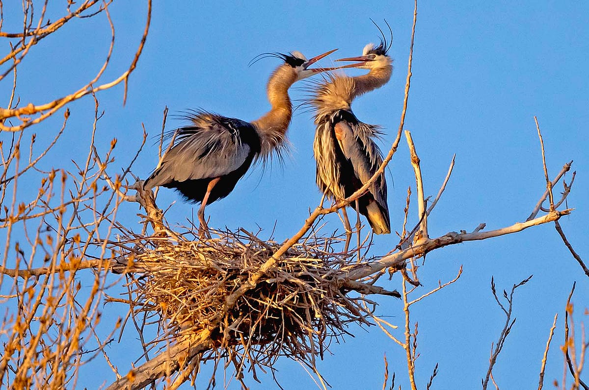 Two great blue herons show off their plumage at a nesting site. Photo by Rob Koelling.