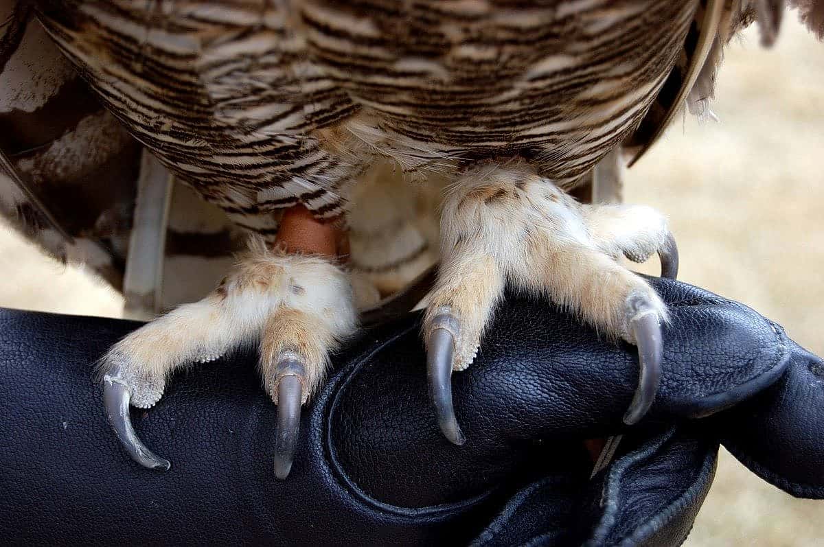 Teasdale, our great horned owl, perched upon a medium-sized glove.