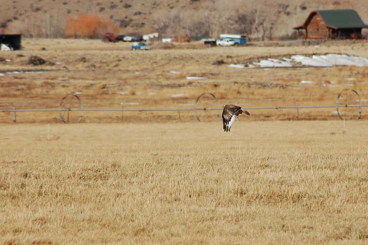 Rough-legged Hawk. I saw approximately 70 of these on my trip :)